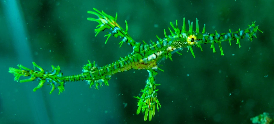 a lizard eating soing on a stalk under some water