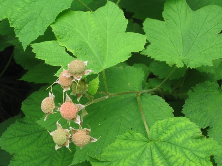 a close up of green leaves with small flowers on them