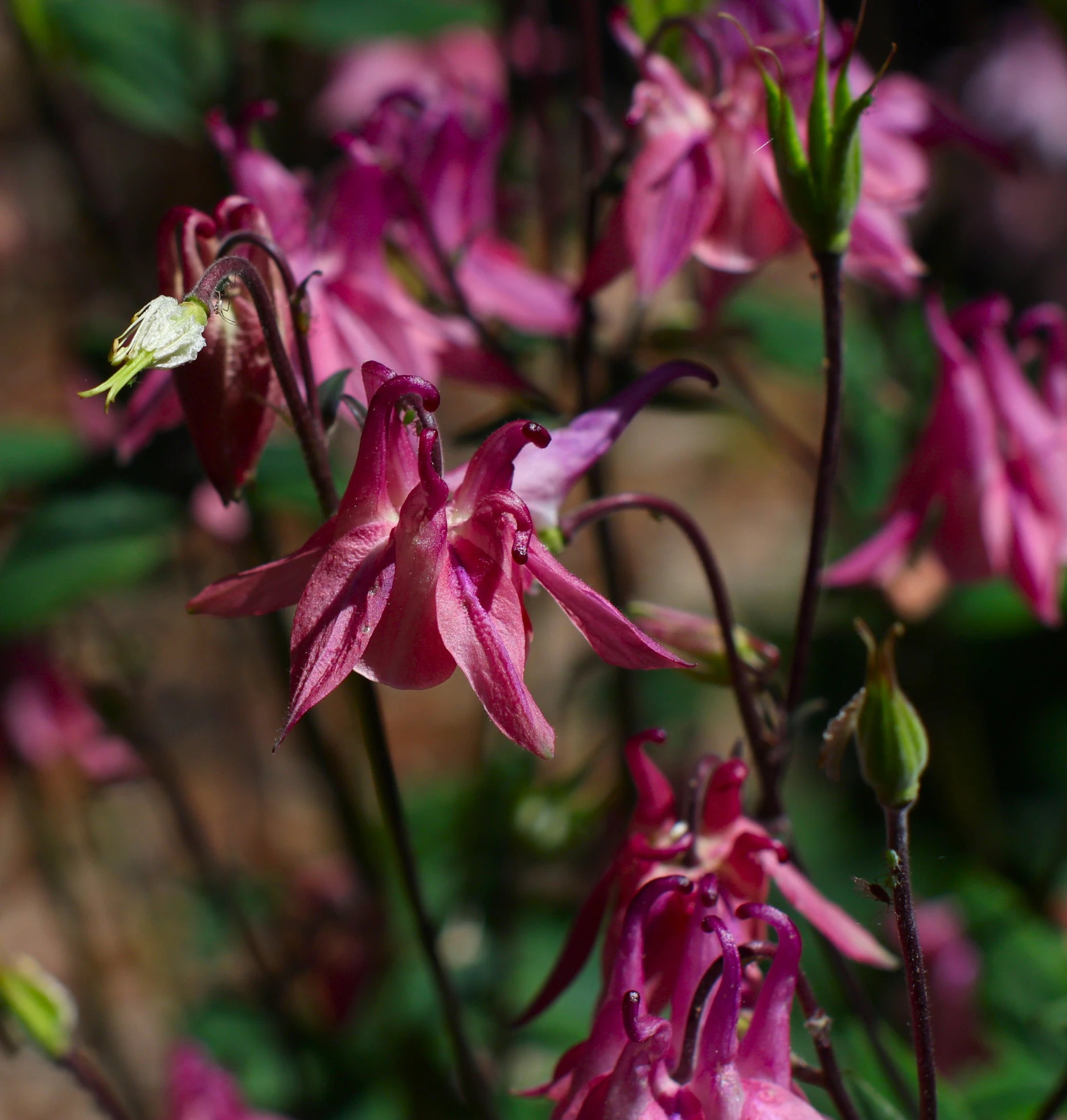 a close - up of the petals of the pink flower