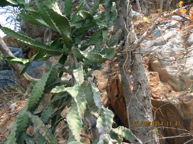 a cactus plant stands tall near the side of a rock