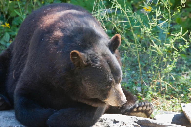 a black bear is laying down on the rock