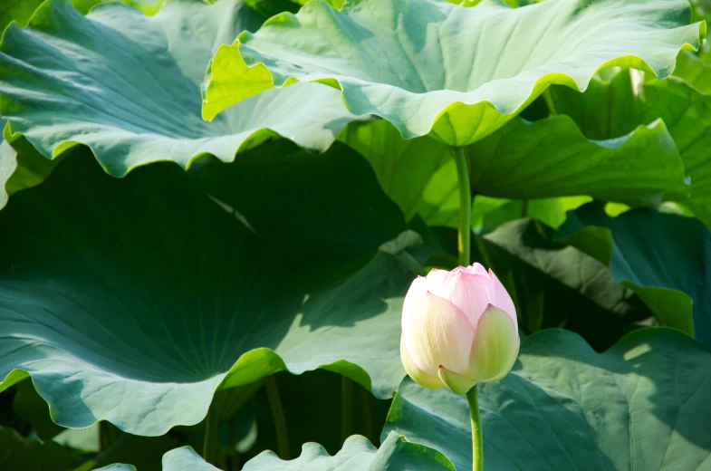 a single lotus flower surrounded by large leafy green leaves