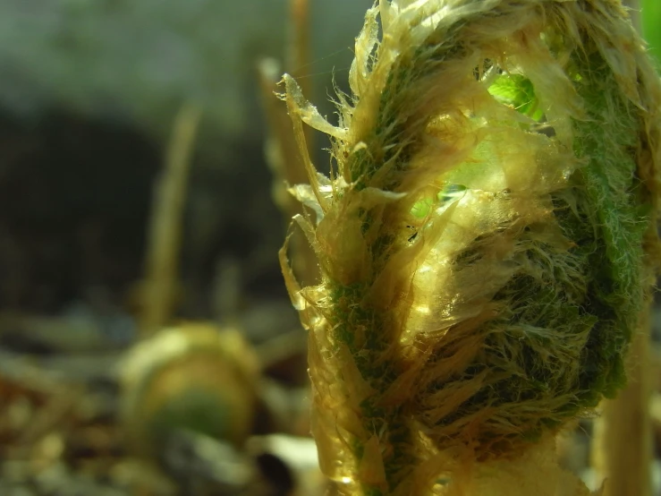 the plant stem that is covered in green algae