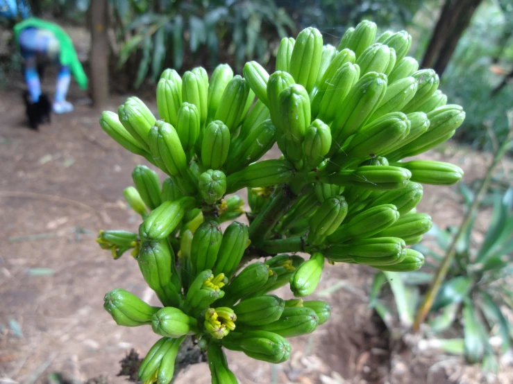 green bananas growing on the tree nches