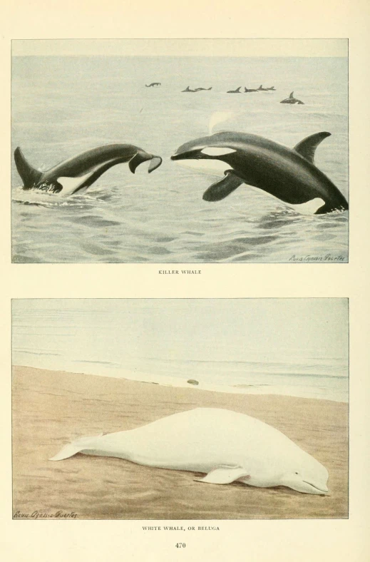 two different illustrations of dolphin swimming in the water