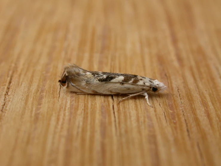 a tiny gray bug crawling on a wooden table