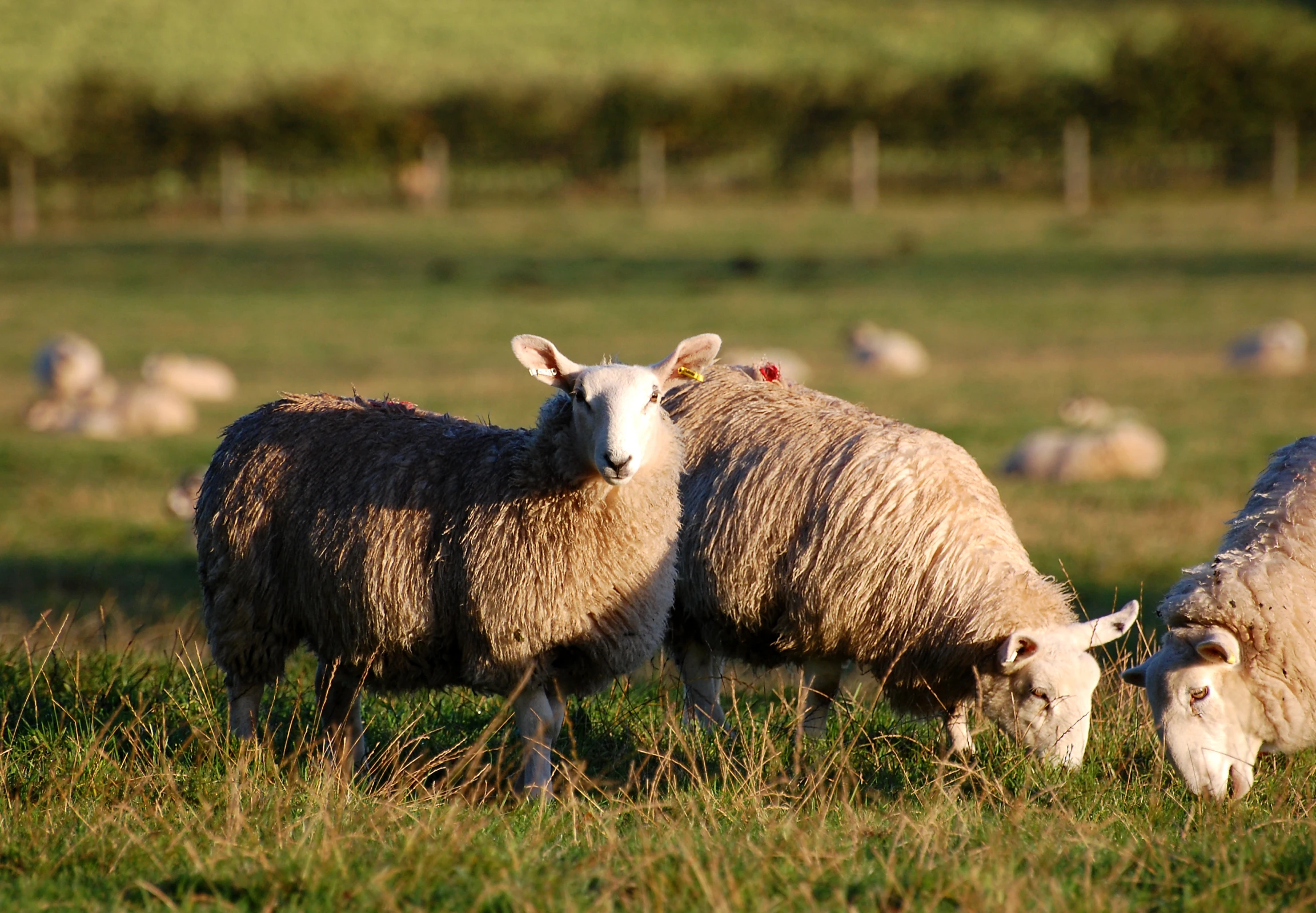 two young sheep in a green pasture grazing