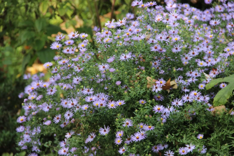 some pretty blue flowers in front of some green plants