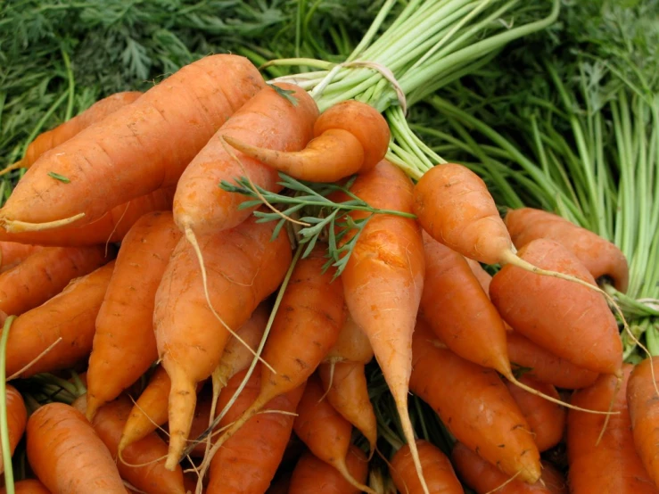 a pile of carrots that are not ripe yet