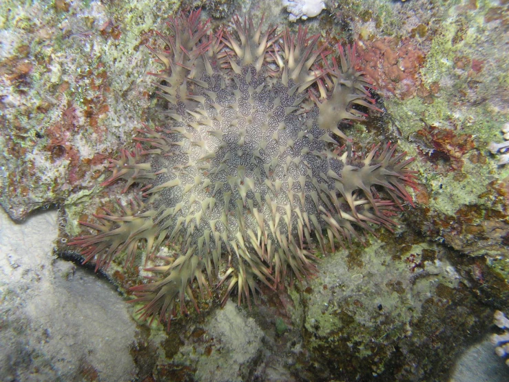 a colorful starfish is seen through the algae