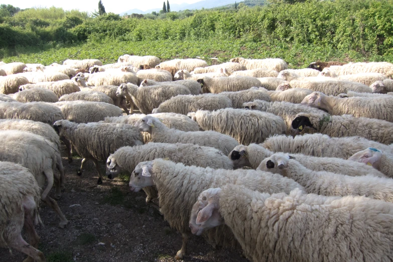 a group of white sheep standing in the field