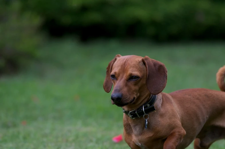 there is a dog standing on a field of grass