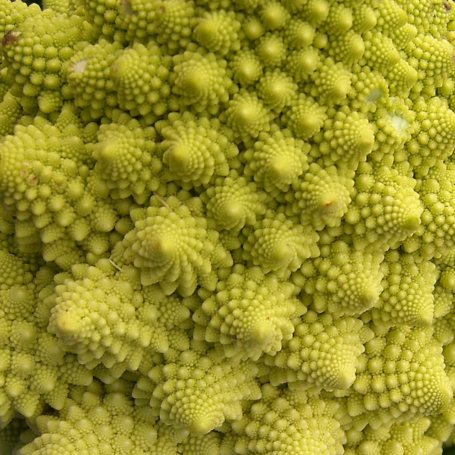 a large bunch of green plants next to each other