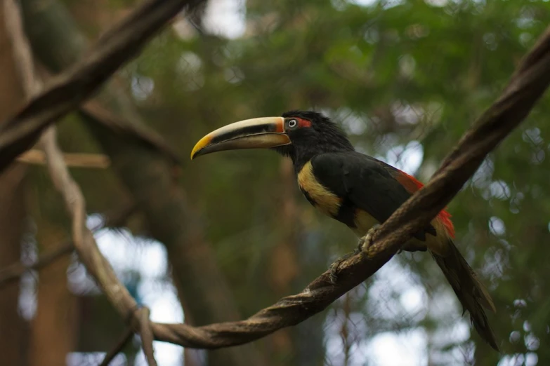 an exotic bird perched on a nch in the wild