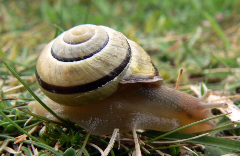 a close up of a snail laying in the grass