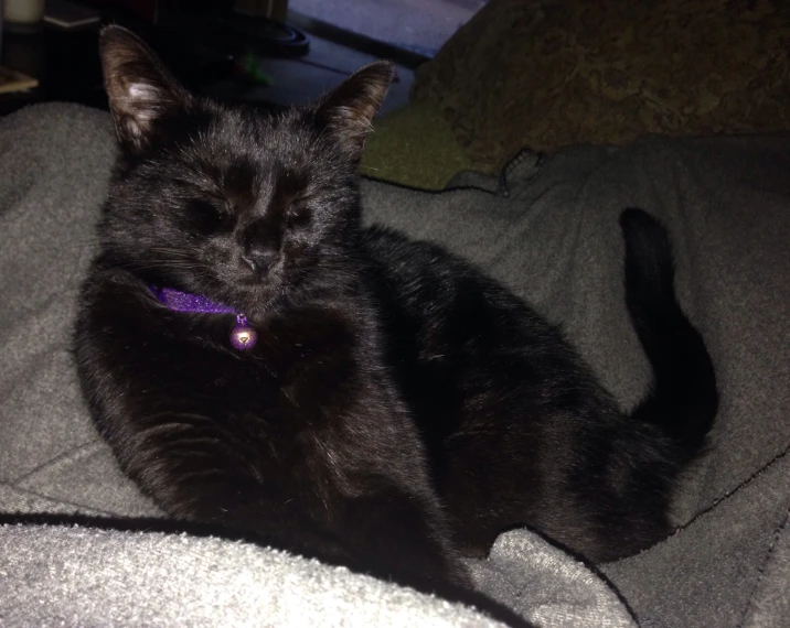 a black cat with its head tucked into the pillow