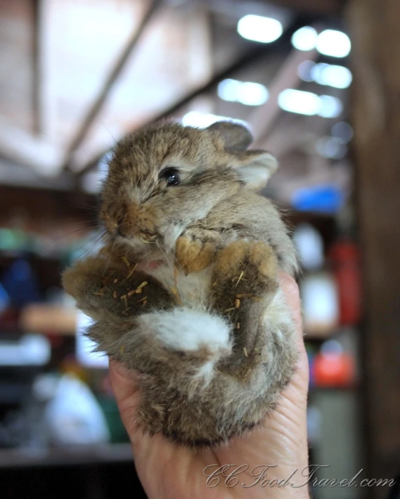 an image of a hand holding up a stuffed animal