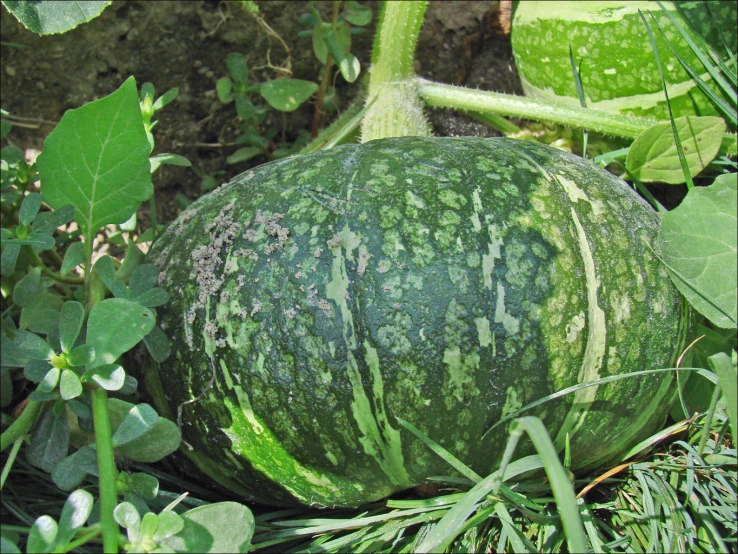 a watermelon sits on the grass in its habitat