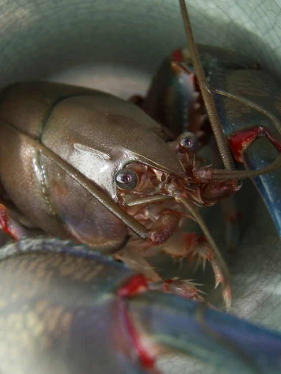 close up of the head of a shrimp, with large eyes