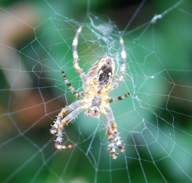 a small spider crawling in its web on the ground