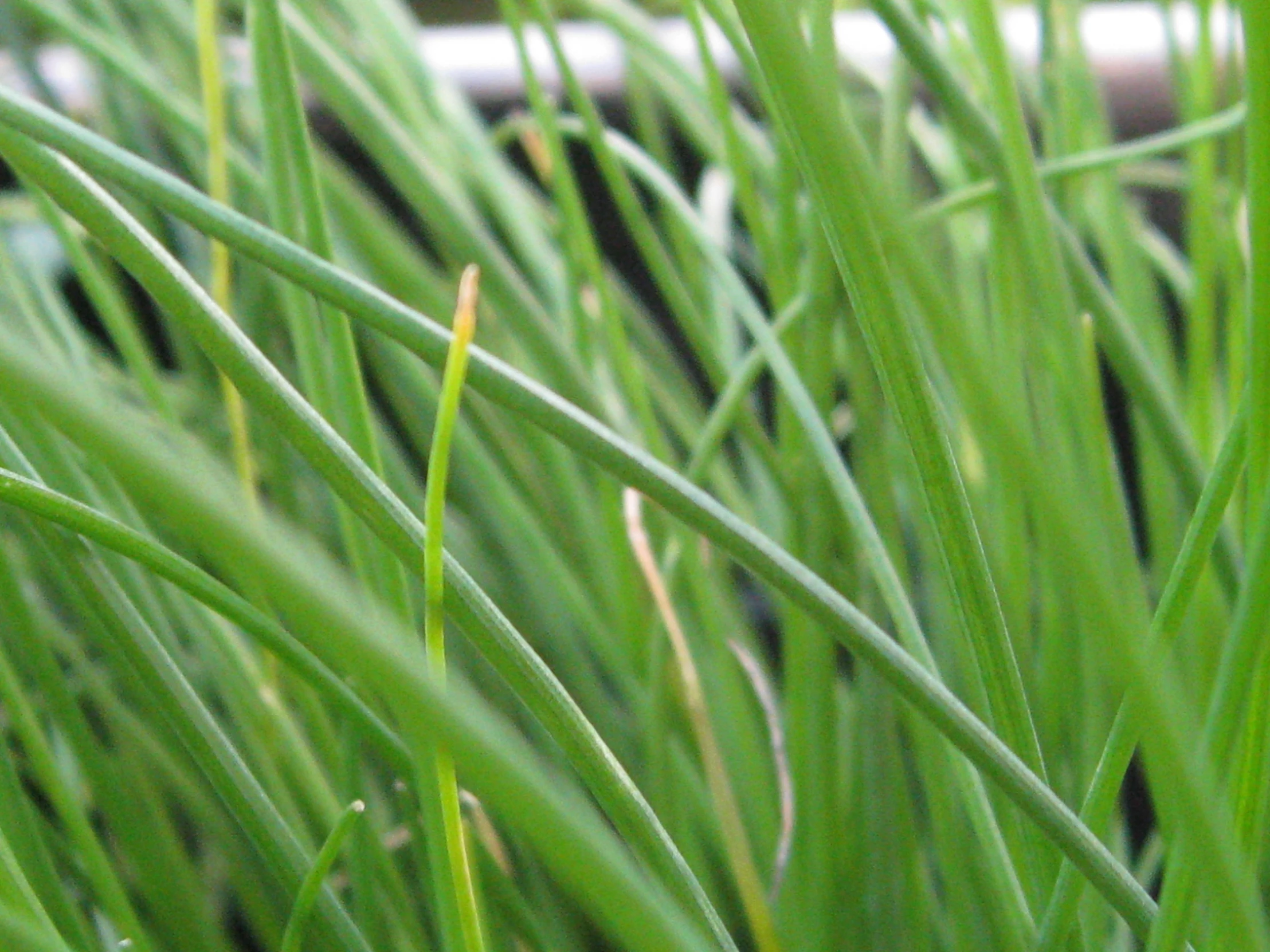 a close up view of grass with green blades