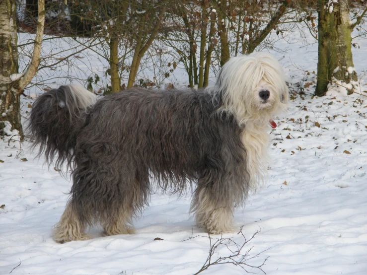 large furry white dog standing in snow near trees