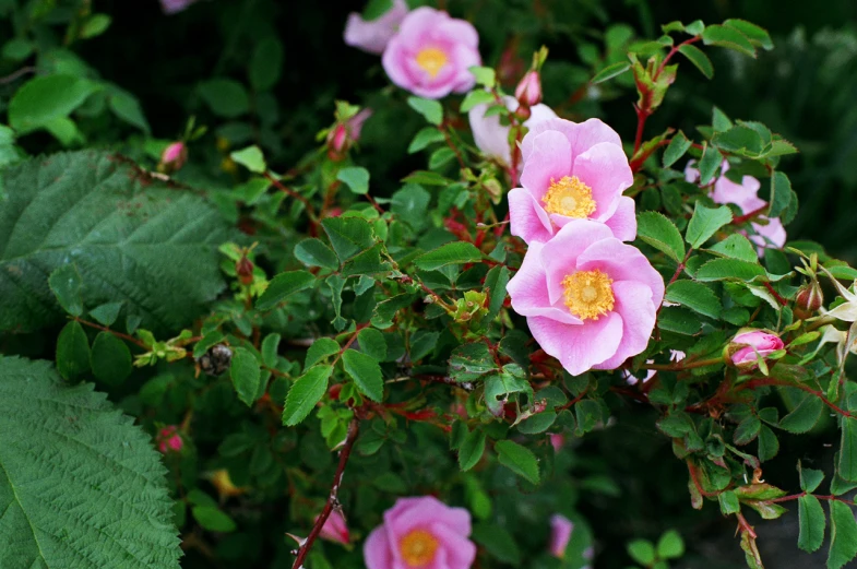 a bush filled with pink flowers next to green leaves