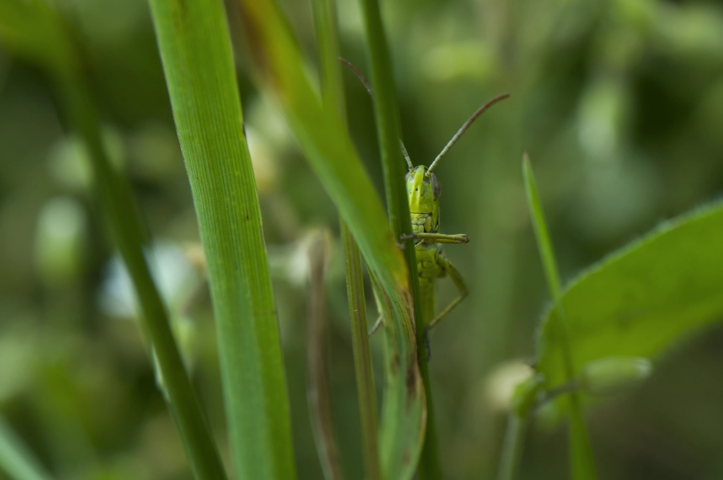 an insect is standing on a stalk of grass