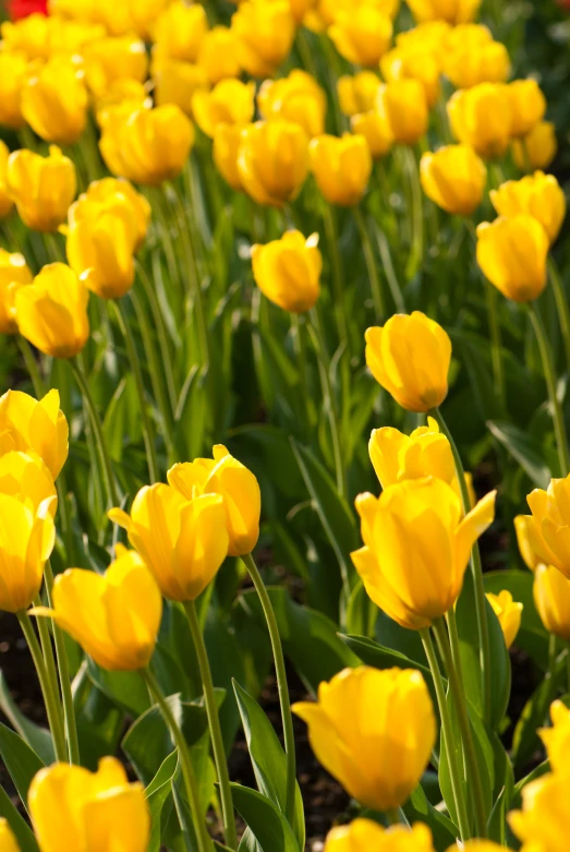 a field with many flowers that are in the dirt