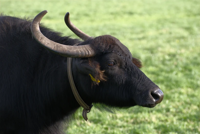 the horned buffalo has large horns and curved horns