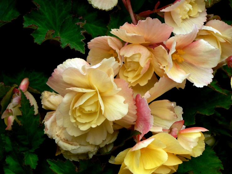 two yellow and pink roses in a garden