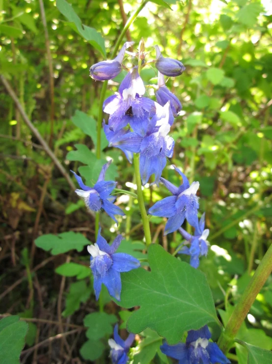 blue wildflowers are blooming in the sun