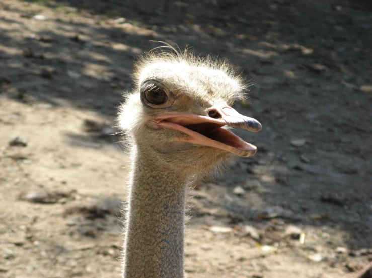 an ostrich looks into the camera lens