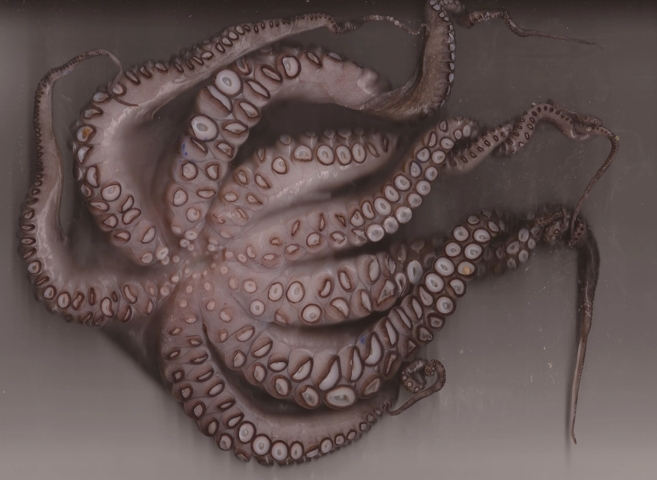 an octo is shown inside of a dark room