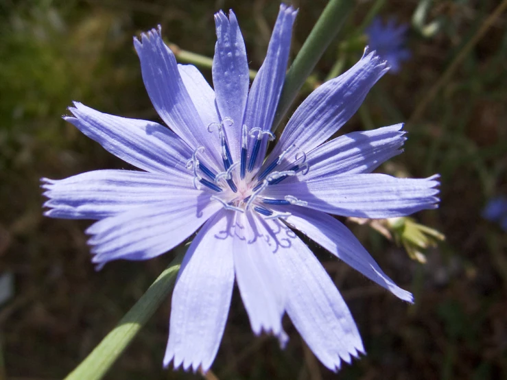 this flower is a close - up picture of the center