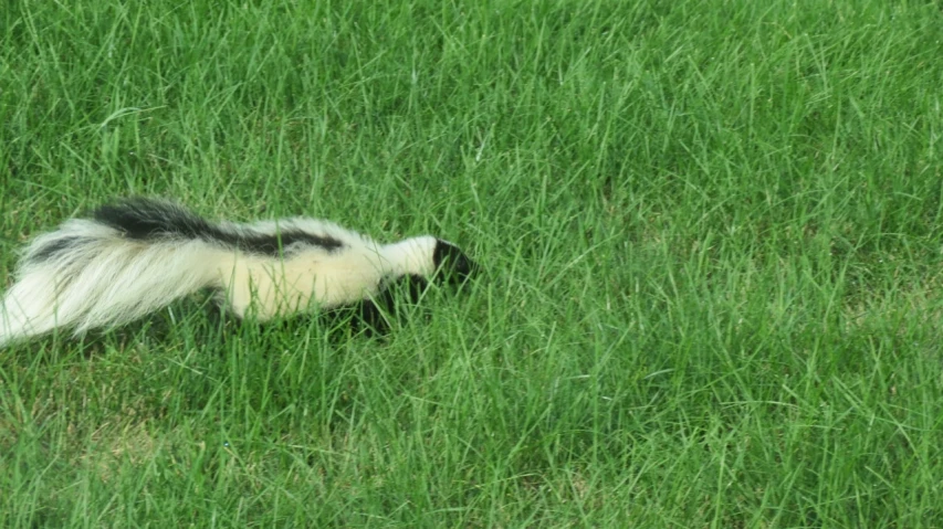 this po depicts a black and white striped skunk in tall grass