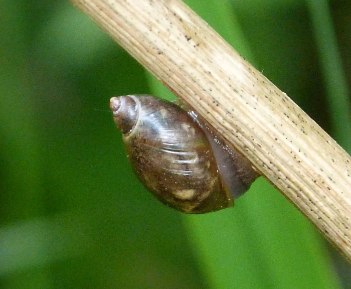 a very big pretty snail on the tip of a wooden stick