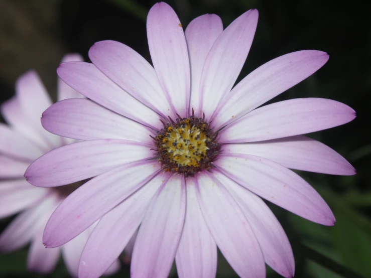 pink flowers are blooming in a garden