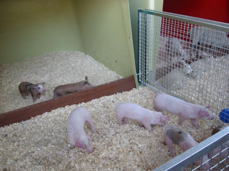 a herd of pig's in a cage and two laying down