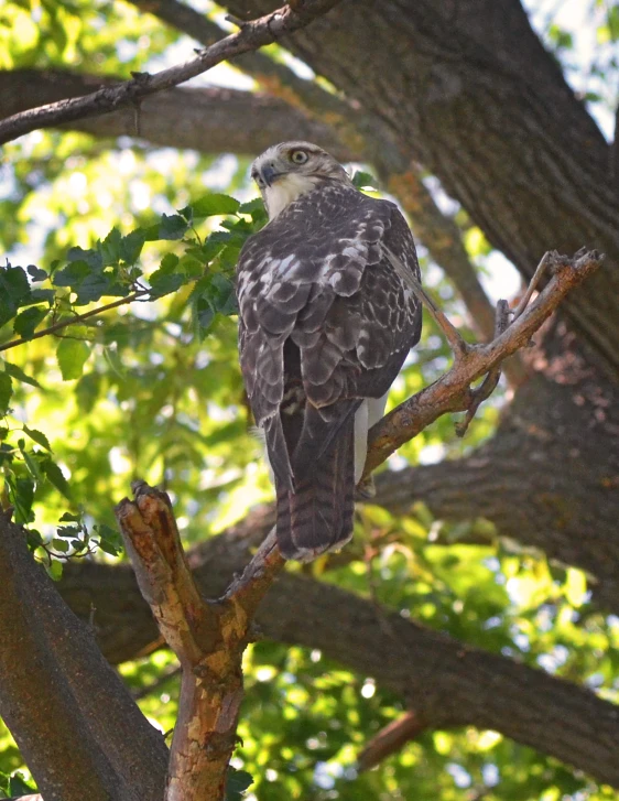 an eagle is perched on a tree nch