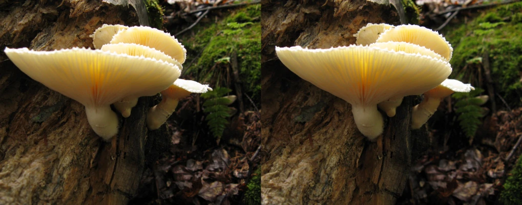 two white mushrooms are sitting on a tree