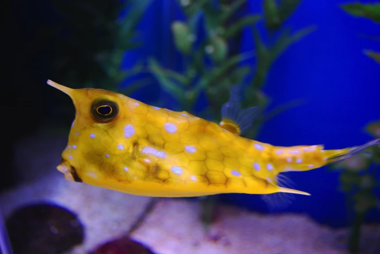 a yellow and white sea weed with white polka dots in its mouth