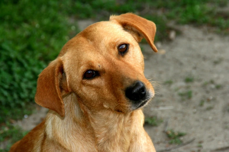 a dog with dark eyes looking to the right