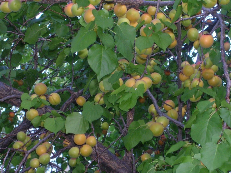 the fruit on this tree is ready to be picked from