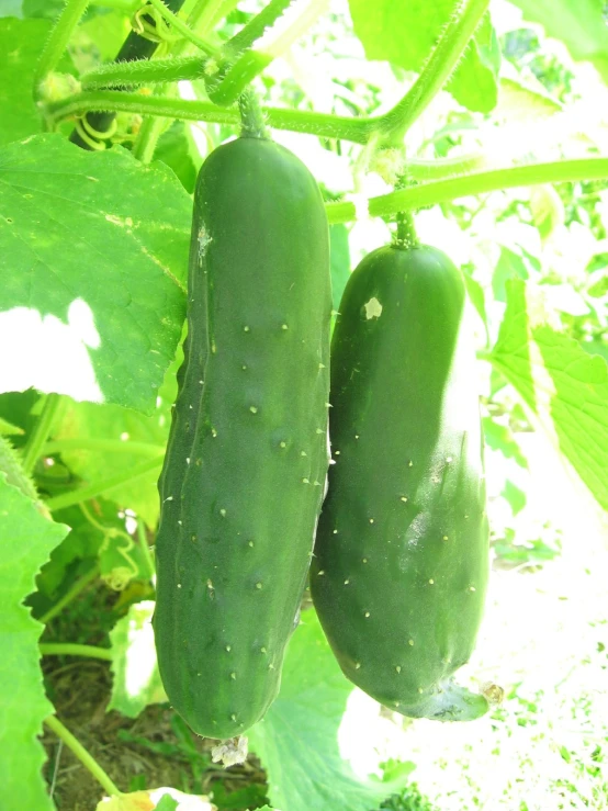 two cucumbers are growing together in the grass