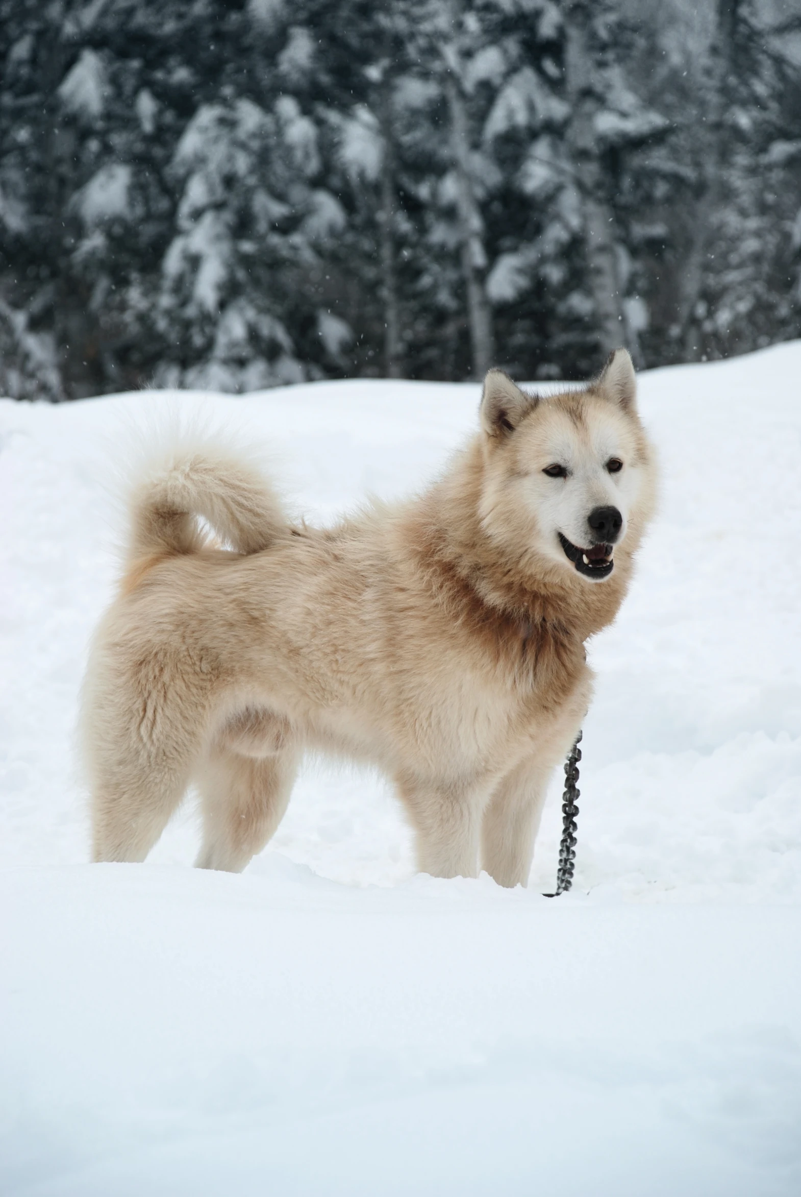 an adult snow dog standing in the snow