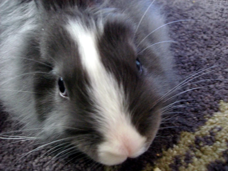 the head and front ears of a bunny