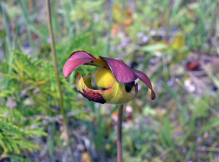 a pink and yellow flower with purple petals