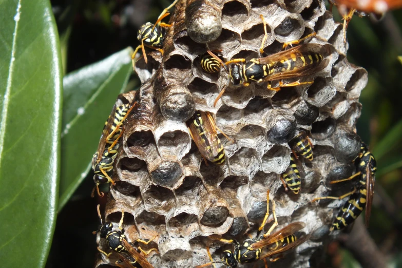 a cluster of bees nest on the surface of their beehive