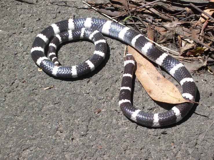 a snake is laying on the ground next to a leaf